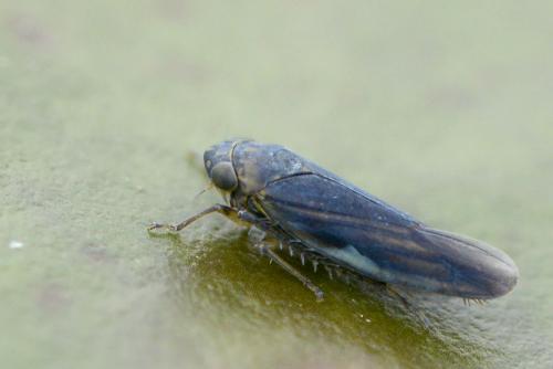 Erotettix cyane
